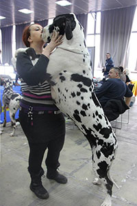 International Dog Show Belgrade