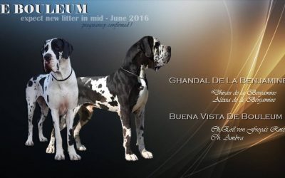 DE BOULEUM Kennel proudly presents new E litter!