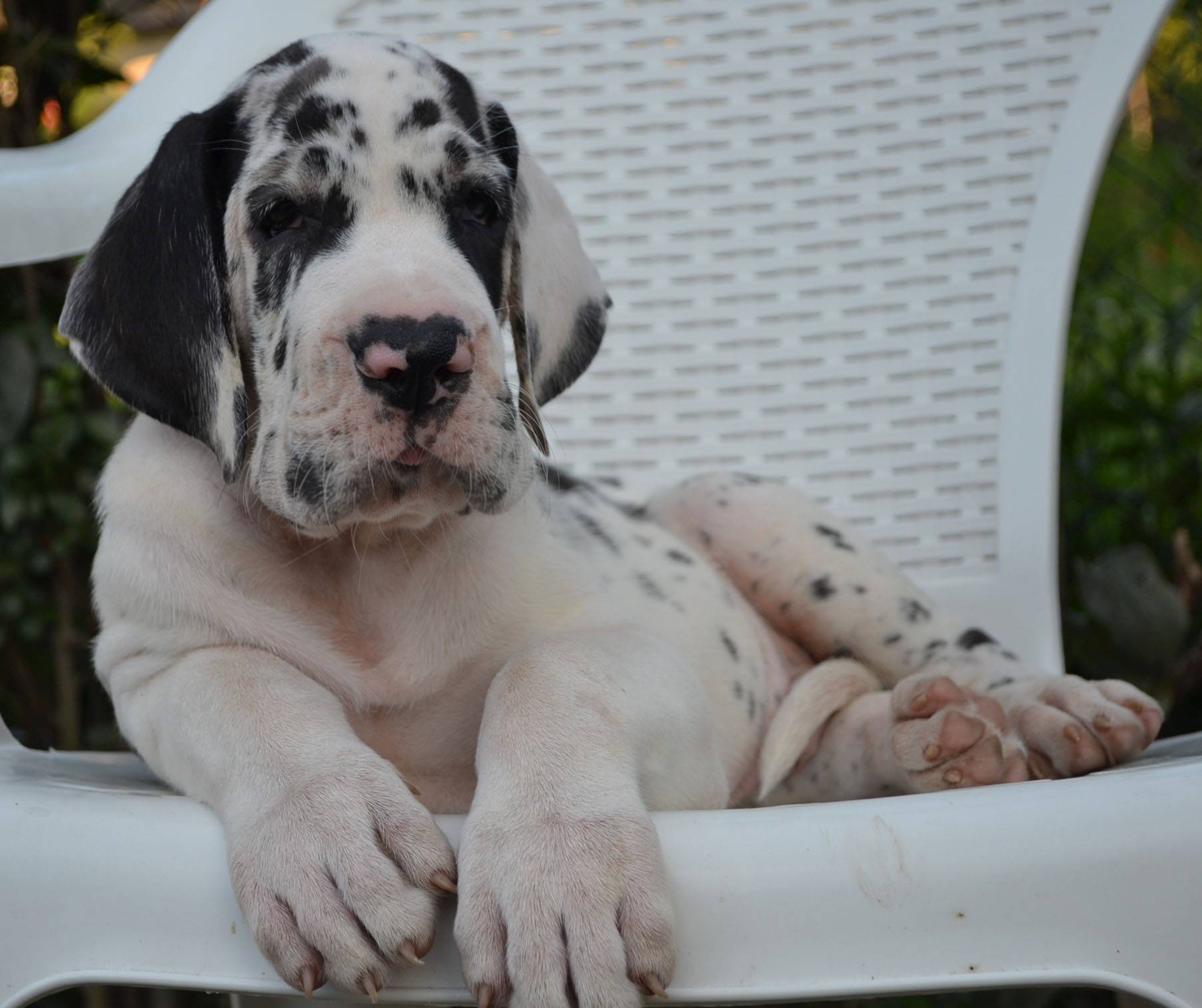 Branko de Bouleum - 7weeks