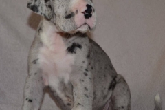 Blue de Bouleum -5 weeks