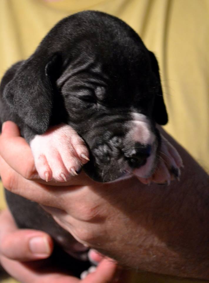 Denali de Bouleum - 3weeks