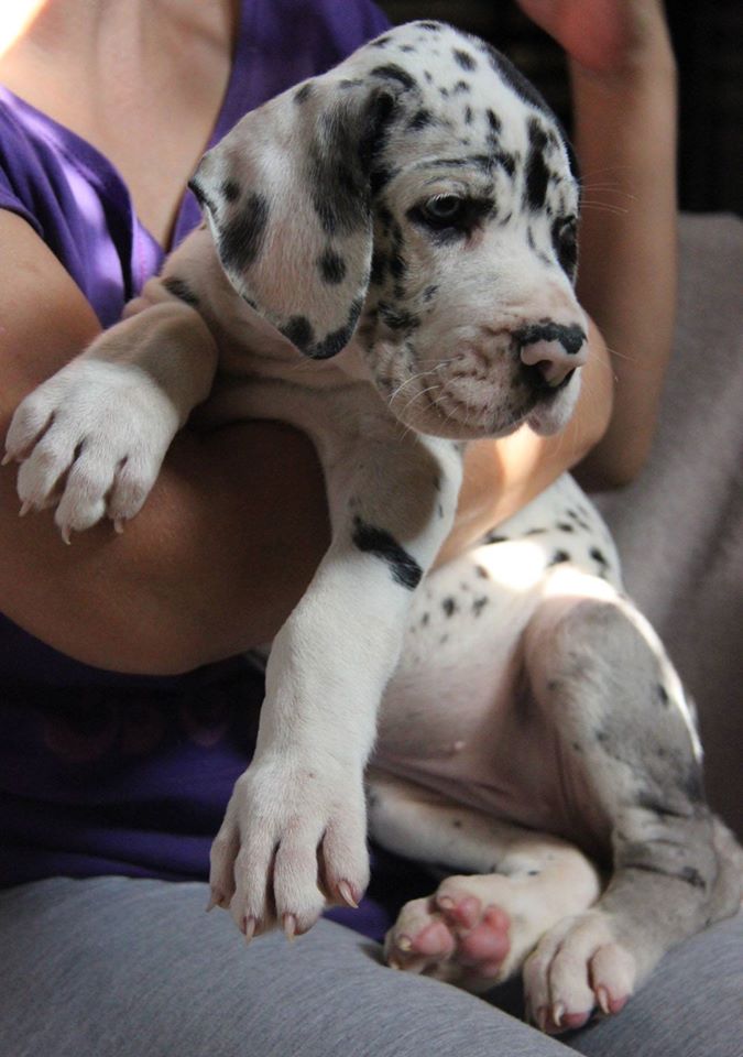 Diasy de Bouleum -6weeks