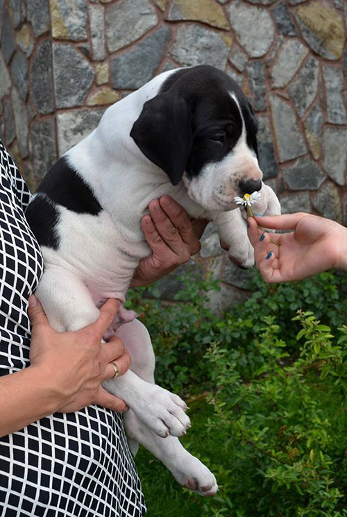 Zeus-de-Bouleum---6-weeks