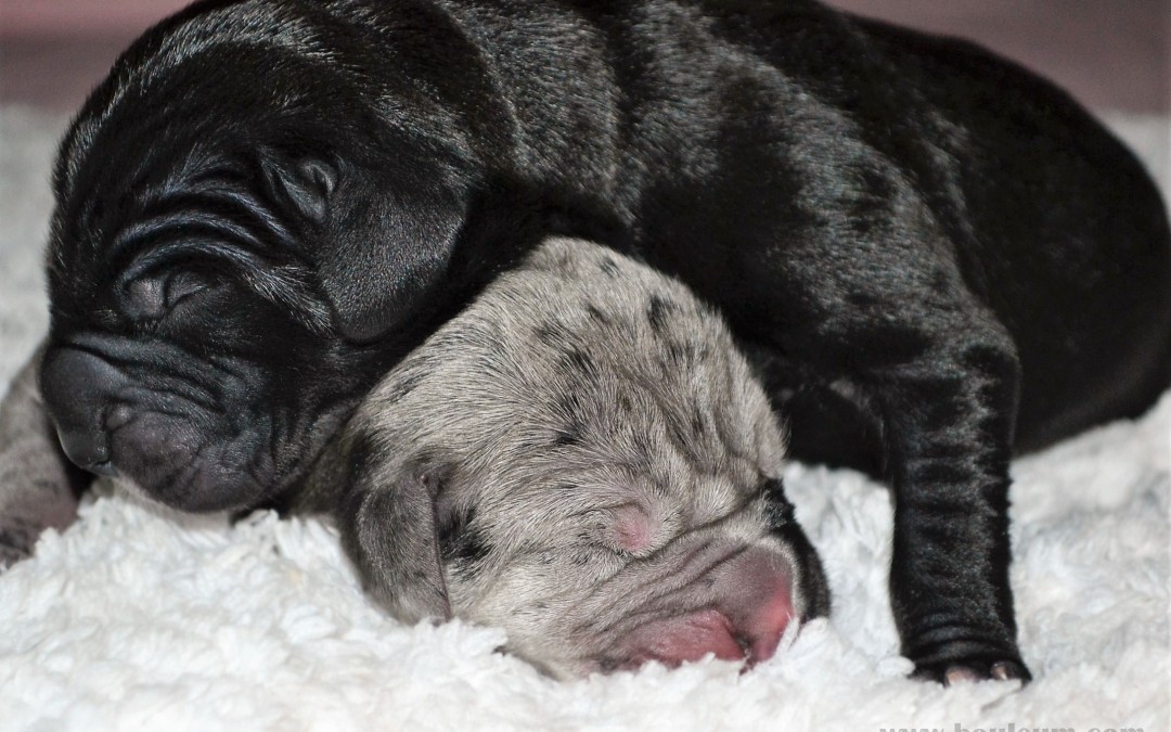 De Bouleum Kennel proudly presents new Christmas litter “C”